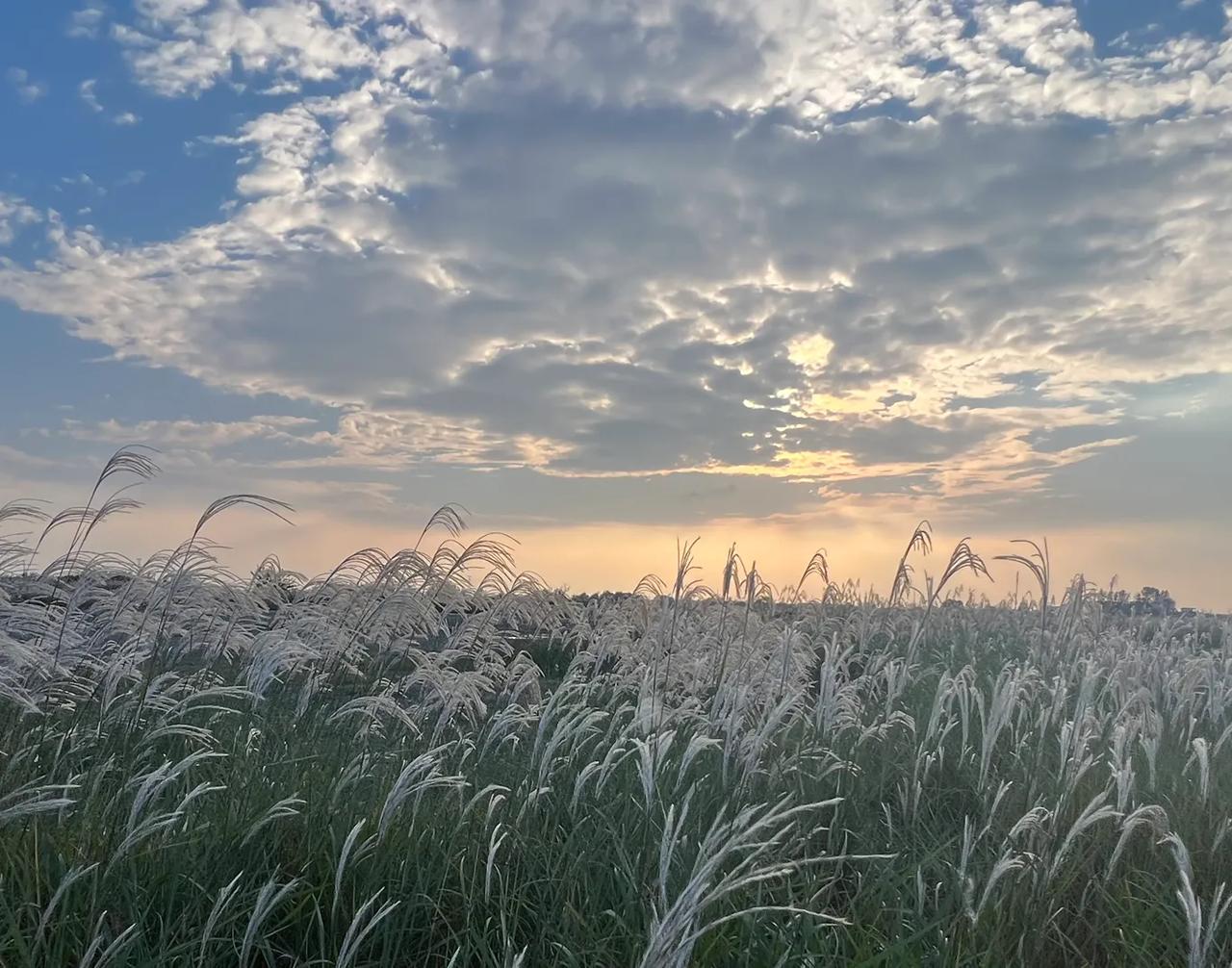 这样的天空和这样的芦苇花花相辉映，也是不可多得景！
