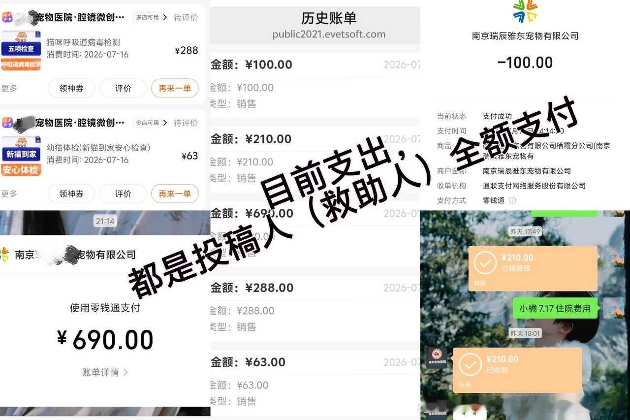 50376【南京猫咪救助+领养】猫咪领养 🐱流浪猫救助 lxfs：高柱会在pl
