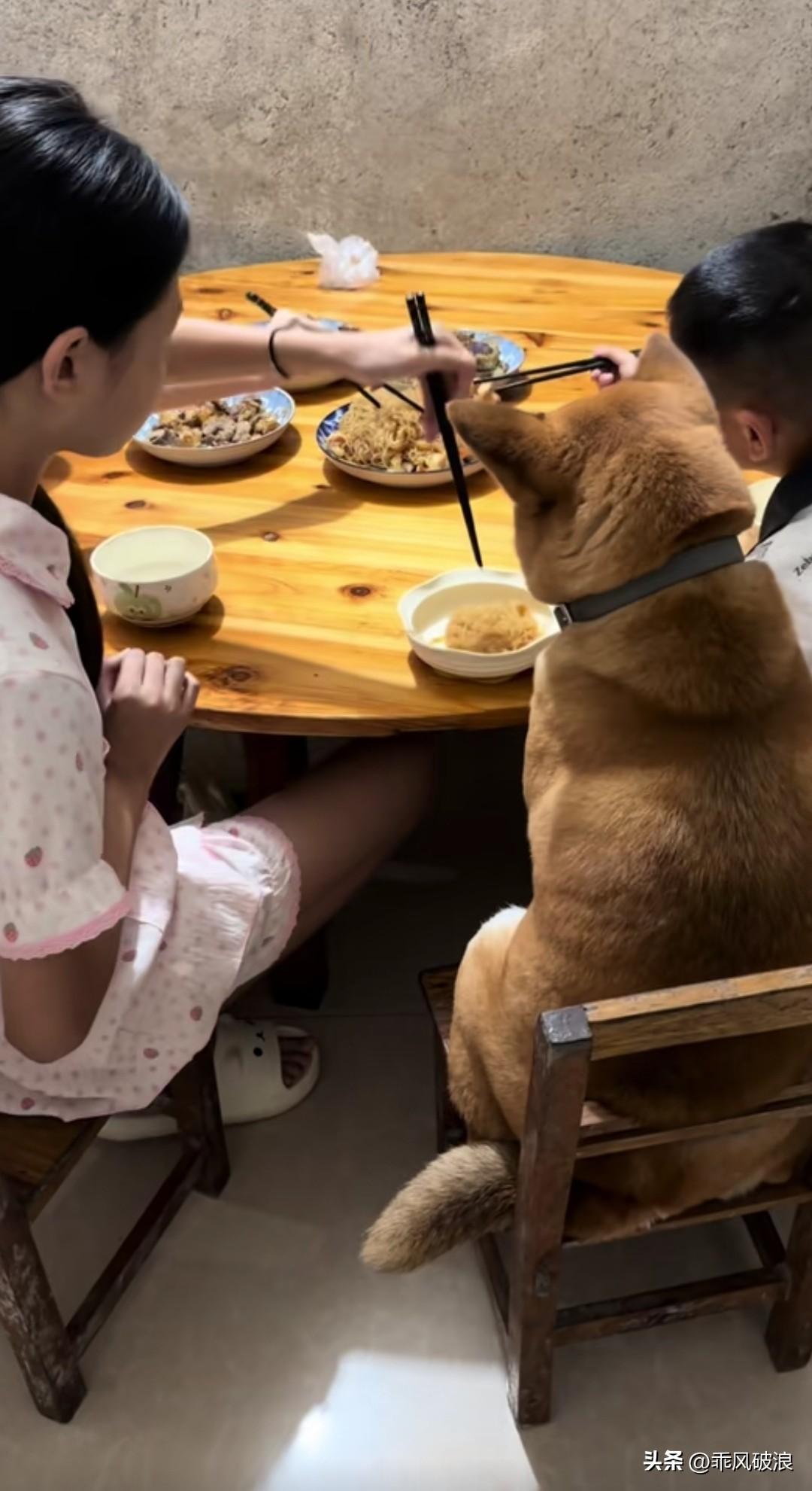 这只狗似乎并非田园狗，真正的田园狗是不敢上餐桌的。就算你用筷子夹着食物送到它嘴边
