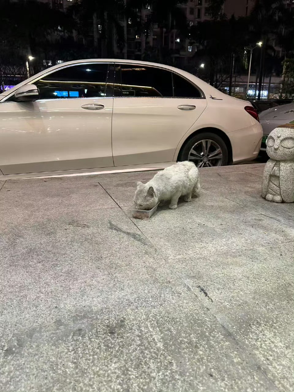 大哥： 日子跟谁过是一样的吗？猫咪 ​​​
