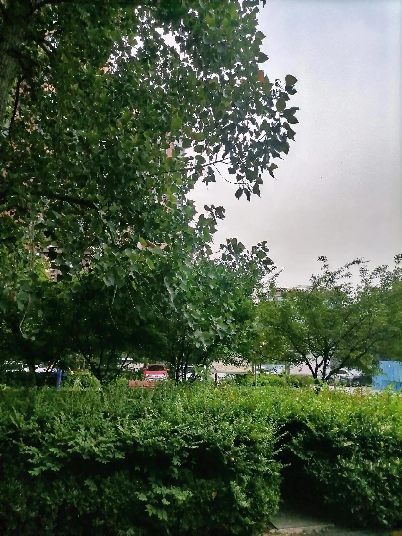 今天嫂子的孙女做十岁生日宴，因为这个小女孩是嫂子带来的儿子生的，跟我没有血缘关系