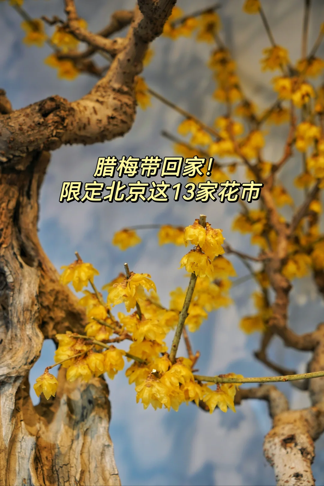 腊梅带回家！北京限定这13个花市