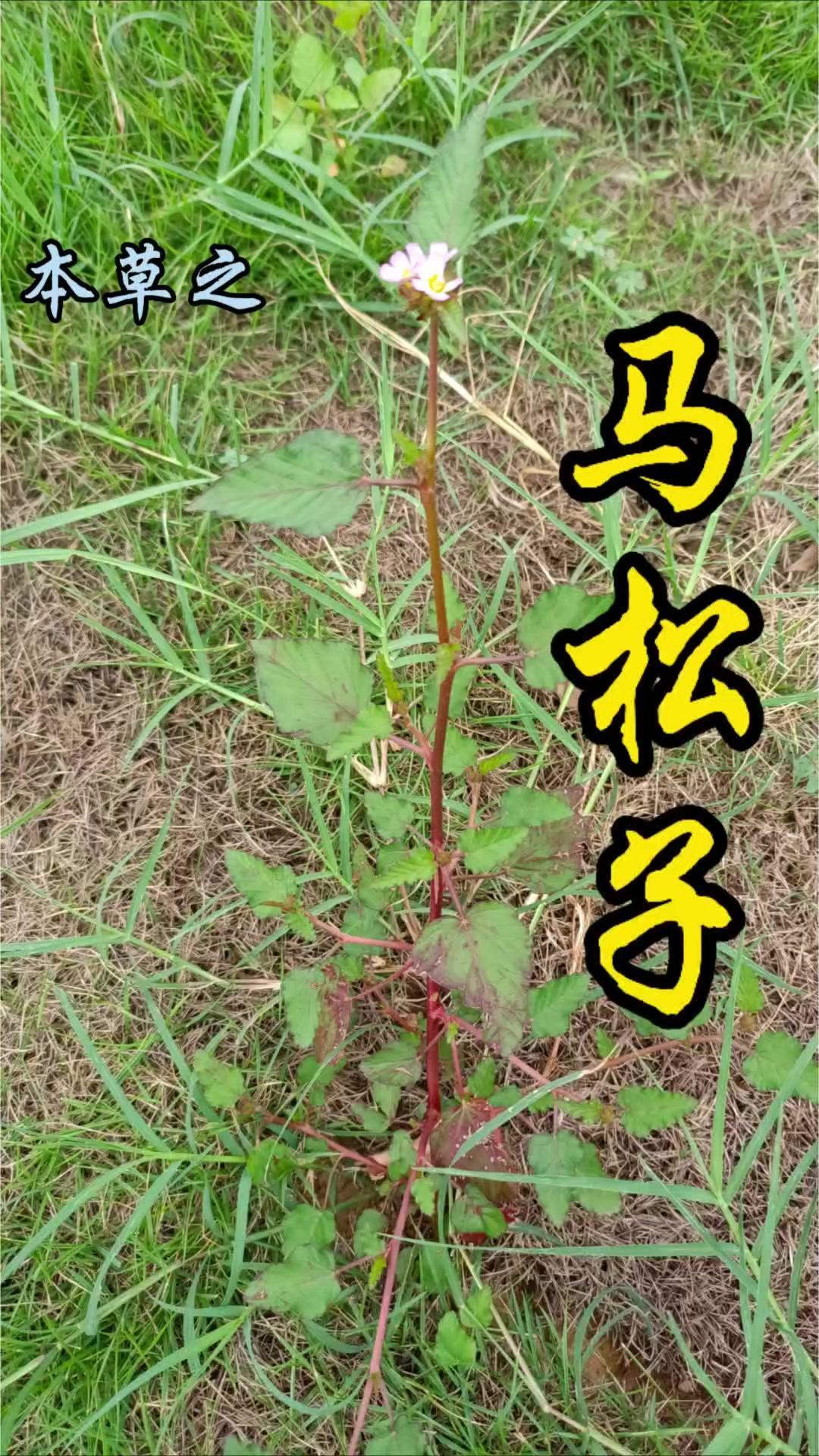 🌿你听说过名叫巧克力杂草的植物吗？它的正式名字叫马松子，既不像巧克力也没有巧克