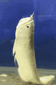 1：鱼儿这是怎么呢？摆出一副这个模样。
2：只有灵活的人，才能做出来这个动作。
