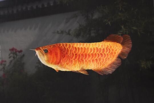 好多人以为是真的大鱼缸！