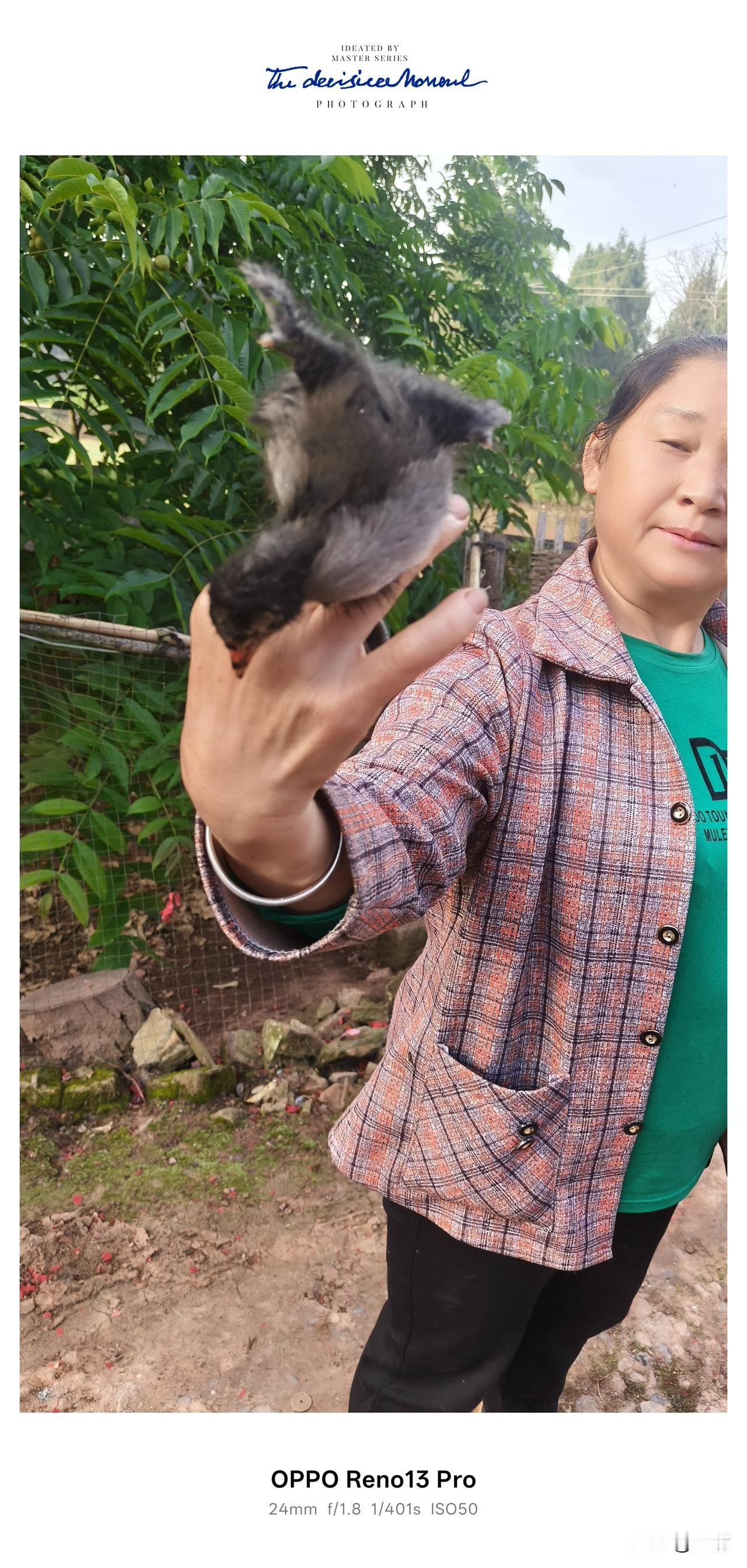 今天隔壁婶婶捉到一只秧鸡，嘿嘿的羽毛，脚杆很长，看样子孵出不久，羽毛都还没长齐！