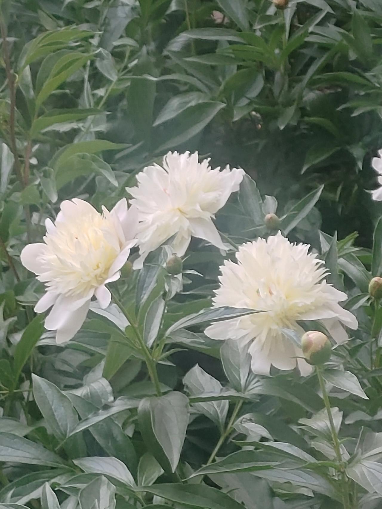 分享相册拍摄的花🌸芍药承春宠，何曾羡牡丹。
