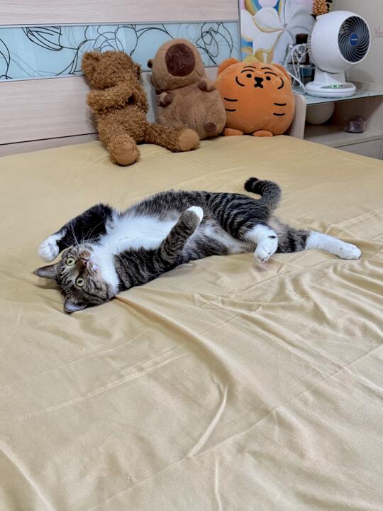 人，请看咪的周末流水账