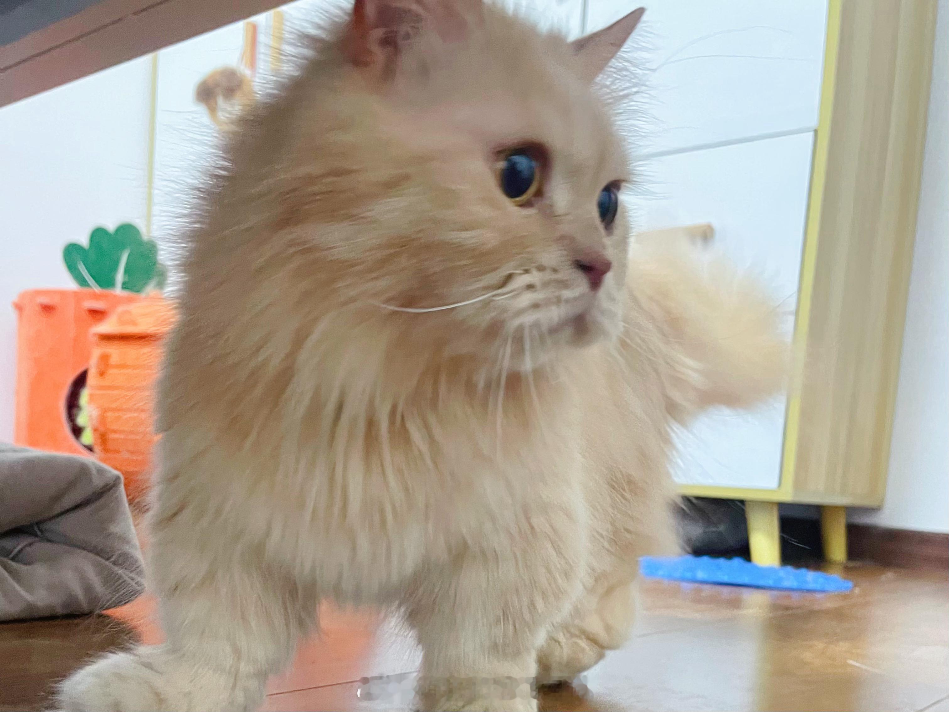 精神小猫释放萌力中日常吸猫
