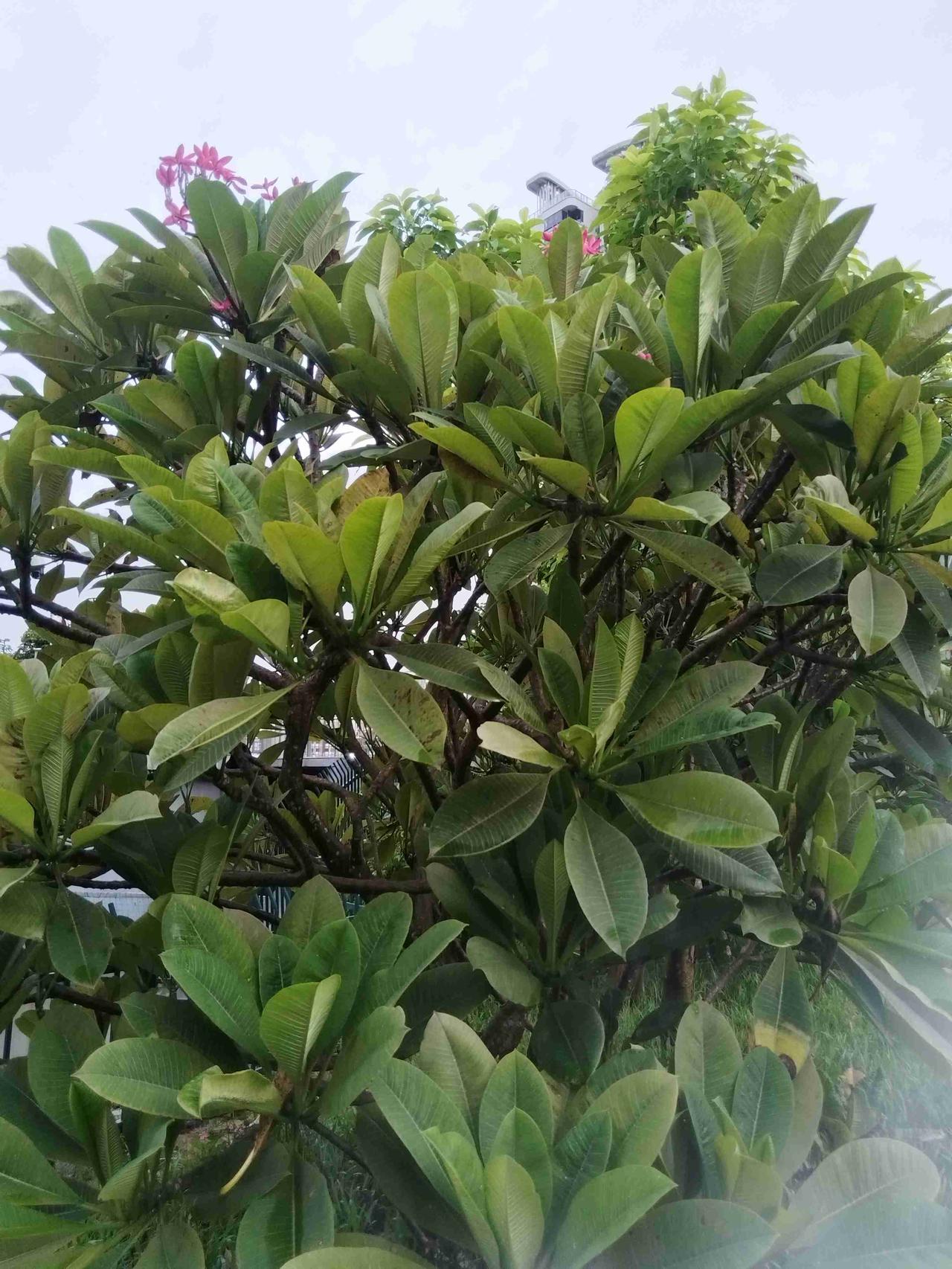 我的今日状态：💪🏻充满干劲
我这里的天气：☀️晴天
活力满满的一天我来了，充