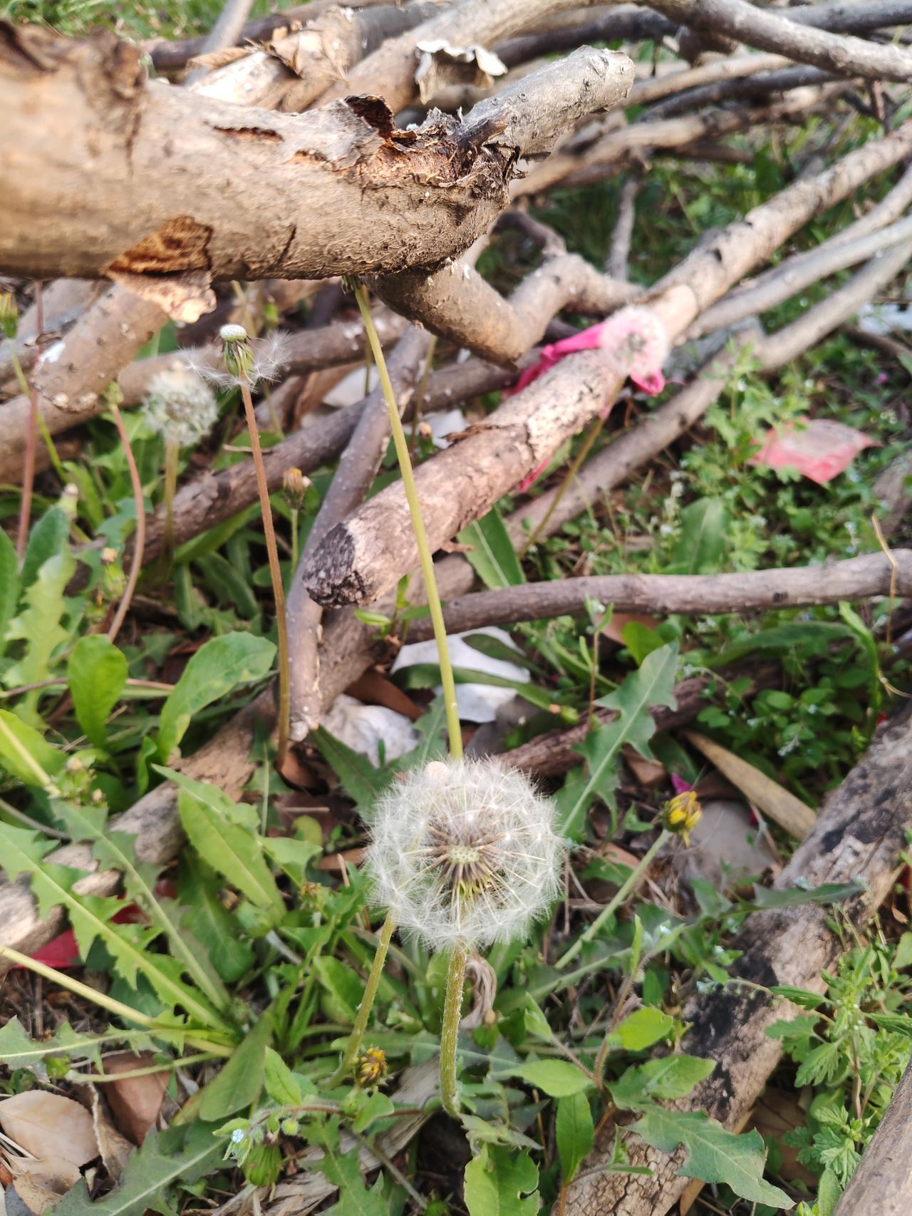 这朵被枯枝压住的蒲公英，像极了被美军扣押的那艘货轮！

它本想乘风起航，把中国商