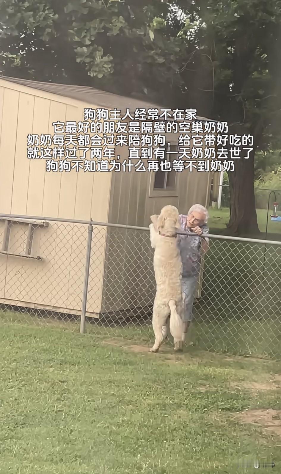 一位大叔家养了一只狗狗，他经常不在家，狗狗一般就待在院子里玩耍，而它最好的朋友就