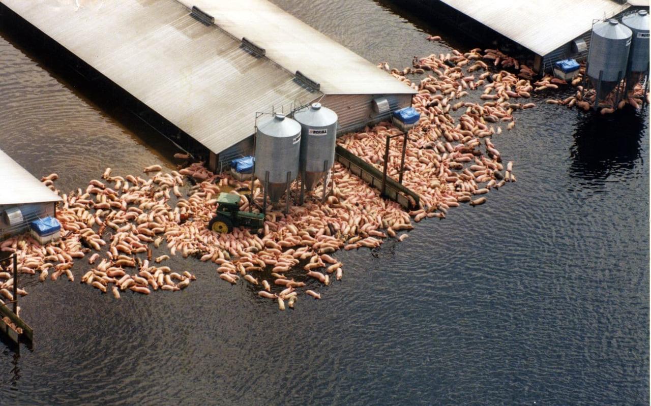 1999年，飓风弗洛伊德袭击美国，导致北卡罗来纳州洪水泛滥。

这场风暴造成该地