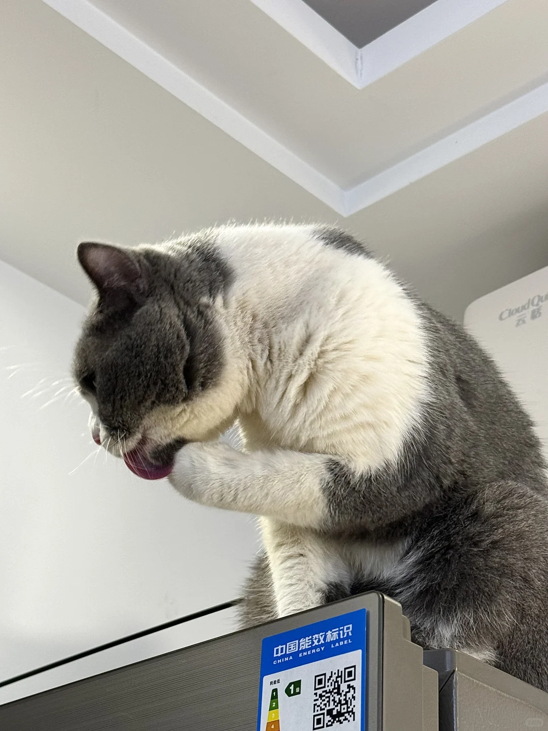 软便小猫这几天被治服帖了