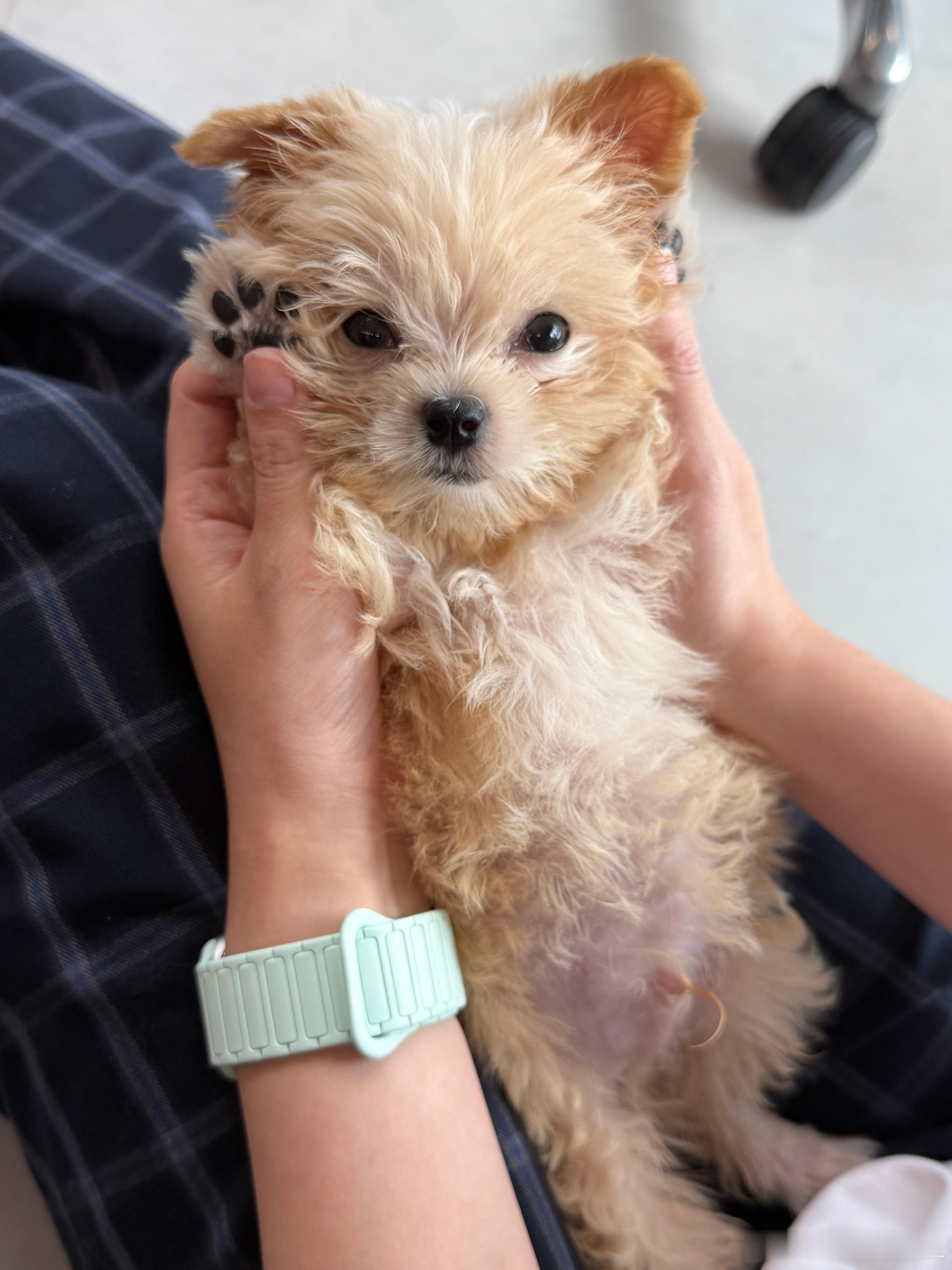 工作室小伙伴新养的小狗，巨可爱！我们这儿大部分人都是养猫，还是头一回有小狗过来，