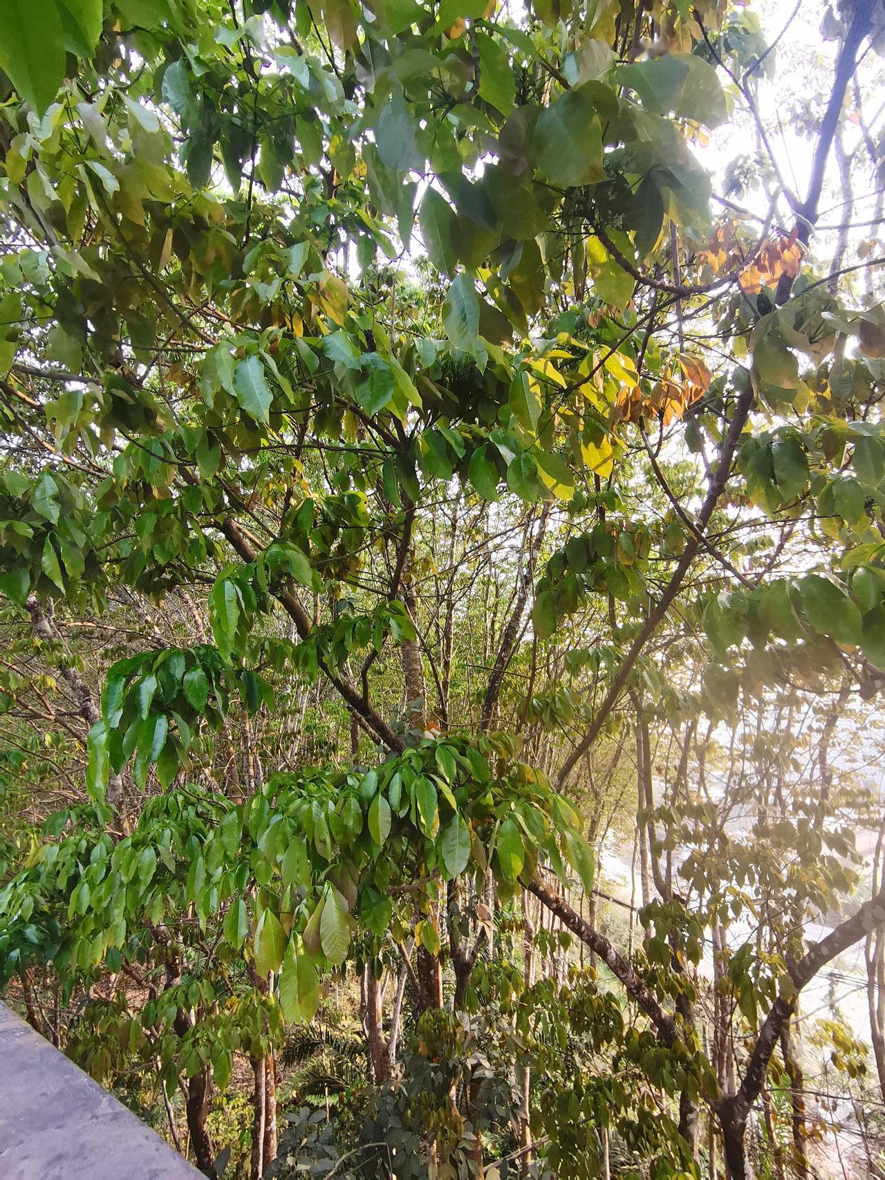 橡胶树开花了