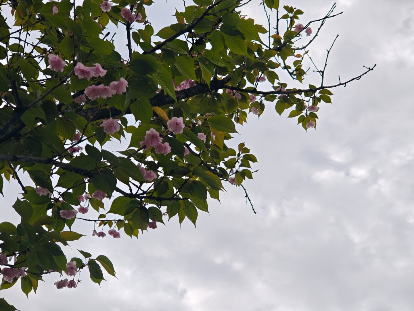 早，今日重庆，多云 重庆