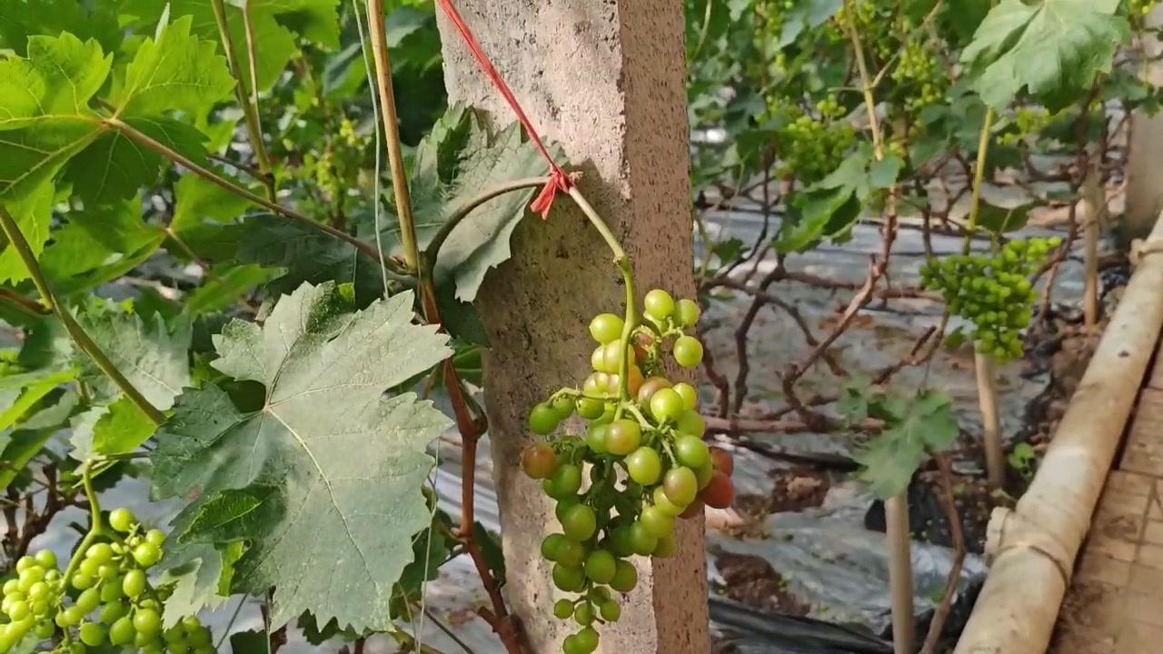 🌿西昌葡萄种植初探：
发现当地气候超适合葡萄生长，温度25度时果实正快速膨大且