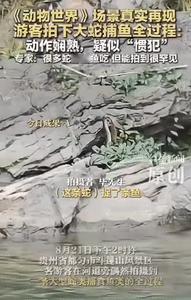 “解释不清了！”贵州，男子发现岩石上有一条蛇，它嘴里好像叼着一种东西，起初他以为