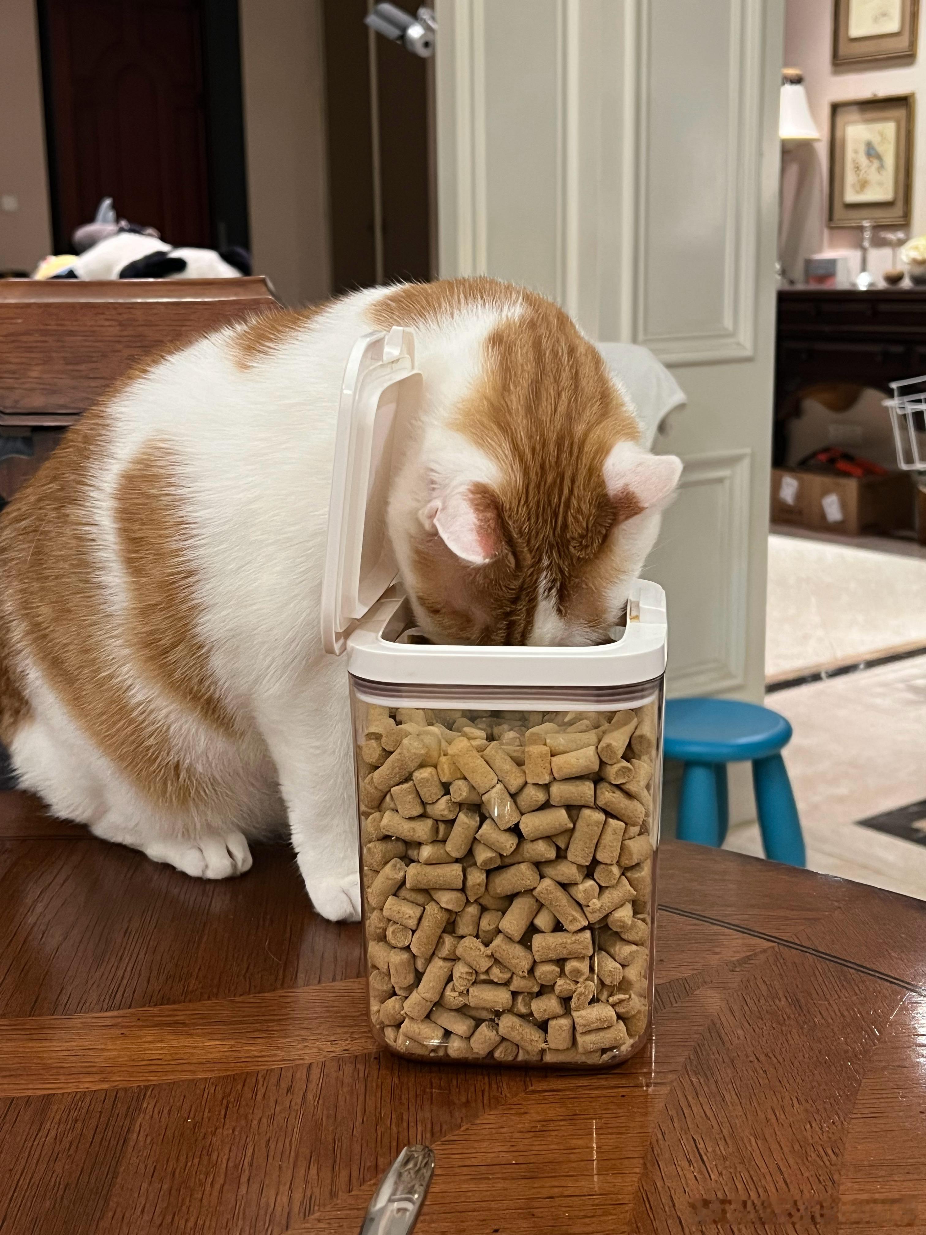 就没俺猴猴想吃吃不上的东西！小小狗冻干，吞下！ ​​​