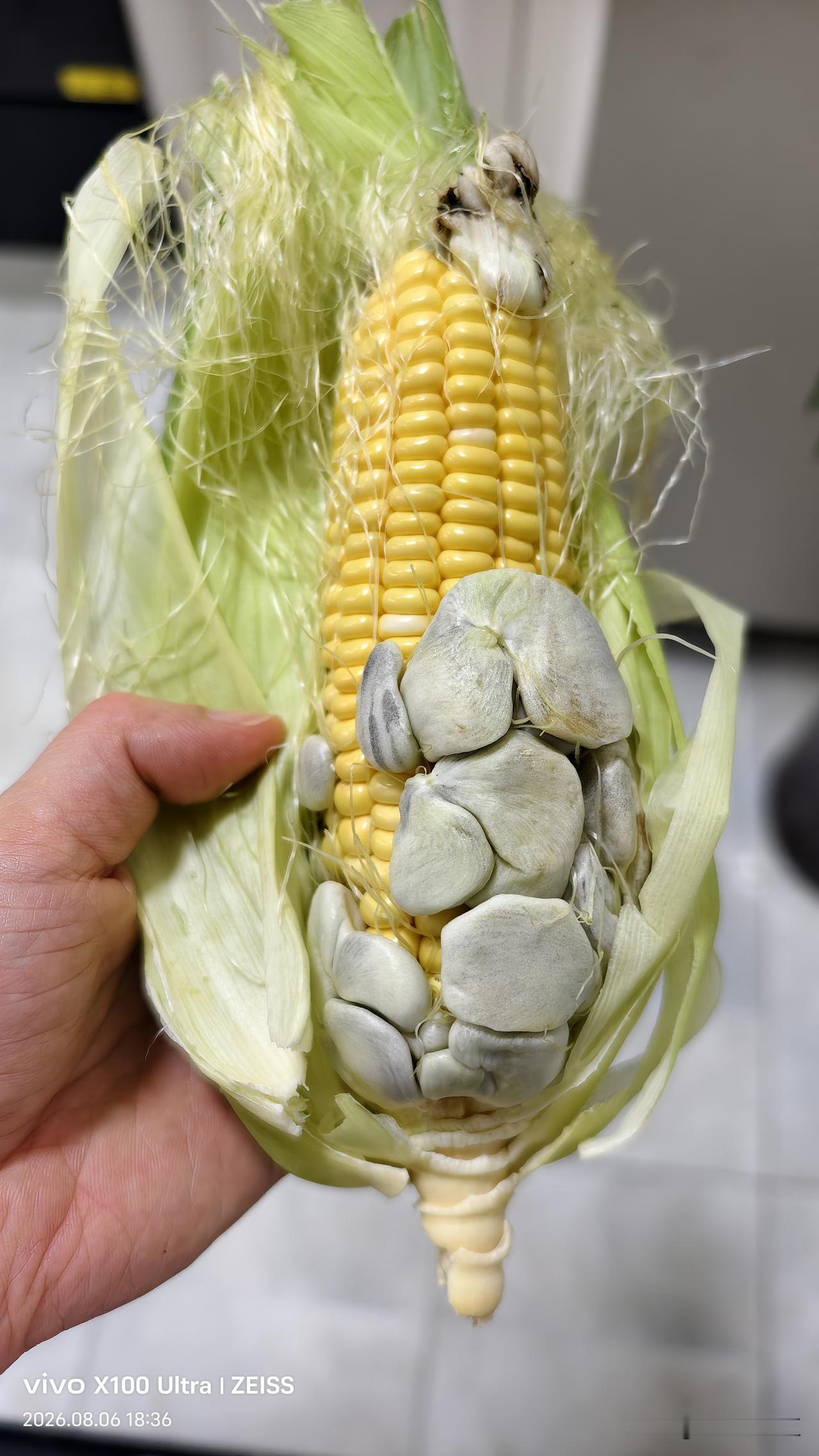 收了一颗一辈子都没见过的玉米[捂脸]
有谁见过吗？咋长成这样了呢？难道是前几天道