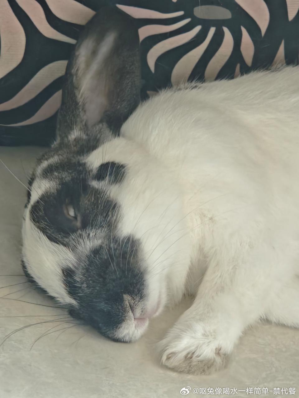 15039🐇【涂】睡姿大赏闭眼了！睡觉闭眼了！ ​​​