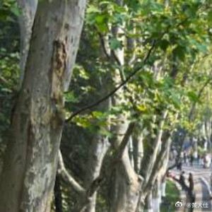 她经历了足够多的低谷痛苦没有让她变得悲情黑暗的日子里她蛰伏，等待更是困境时的坚守