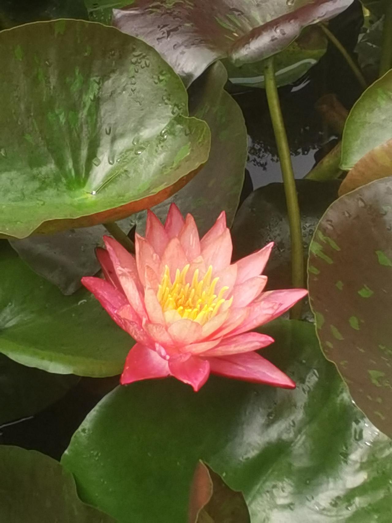 今天小满，5月21日，小雨。去塔山公园拍睡莲，拍到一半手机没电了，充电宝还忘带了