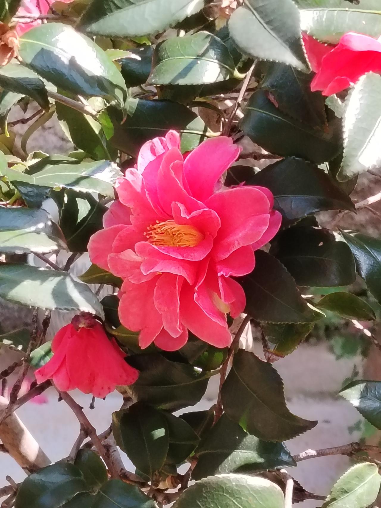 随手种的山茶花开了
艳而不妖，素雅高洁
美