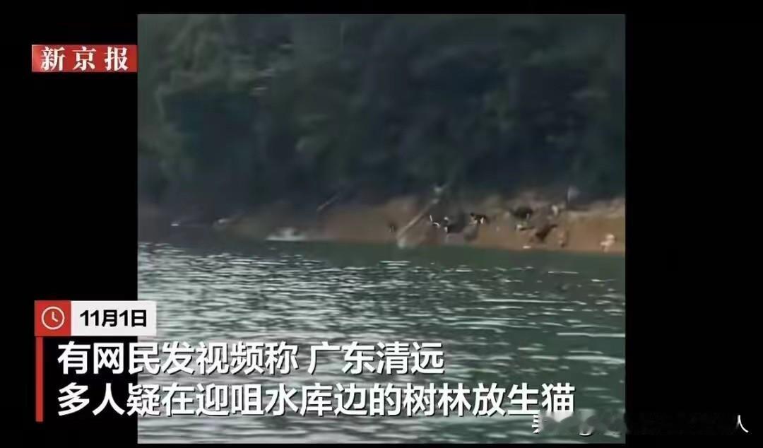 这是在放生还是在造孽？

近日，有人在广东一水库附近，放生了上千只猫。这些猫疑似