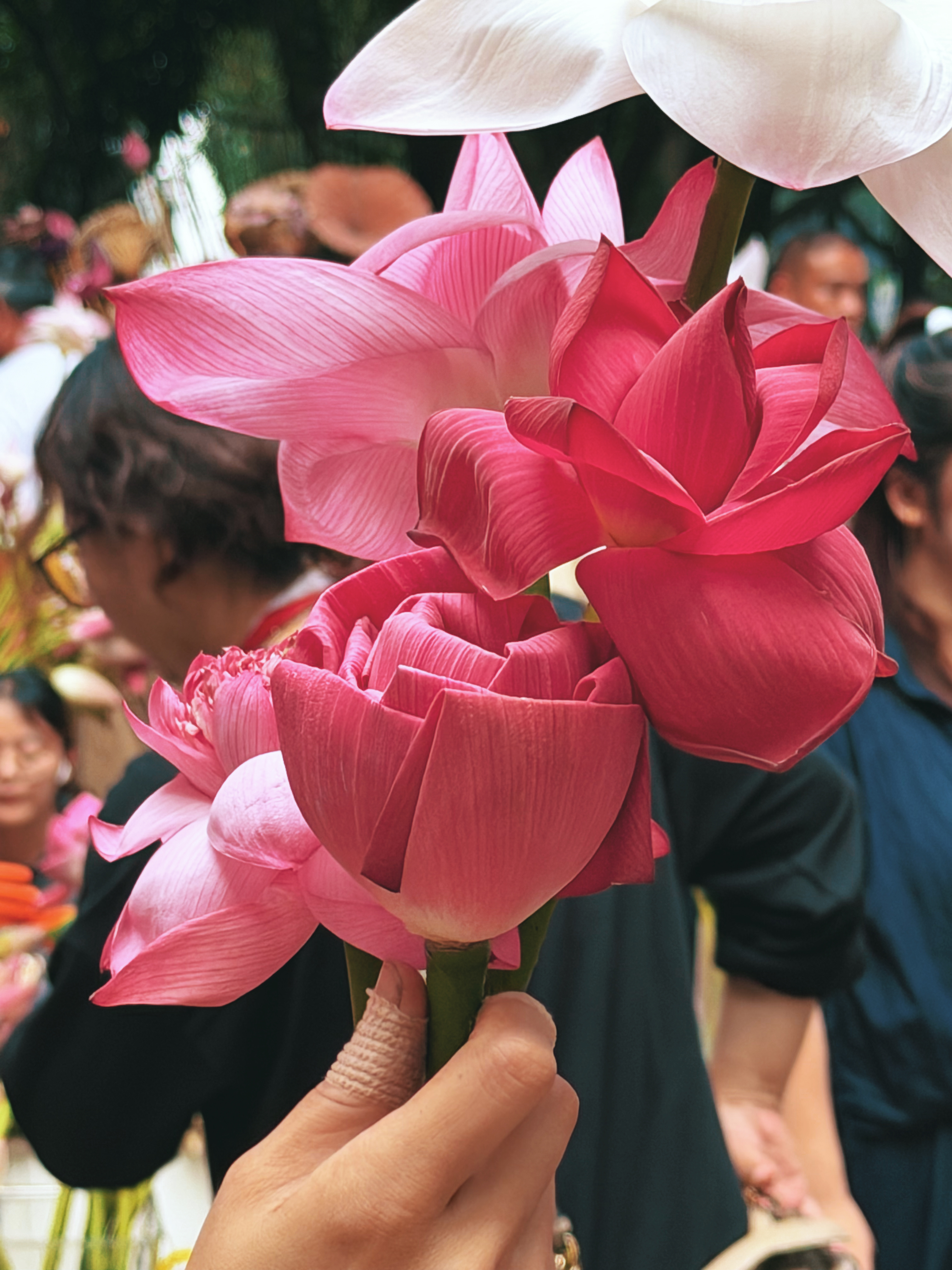 早上去逛荷花集市，拍到一张很喜欢的实况