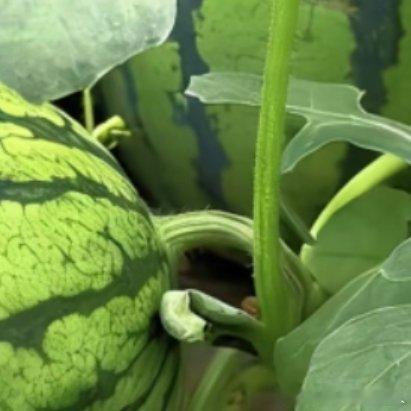 种植微公益🍉《露台/庭院小西瓜养成记》挂满小糖包⚠️ 阳台党闭眼入：早春红玉—