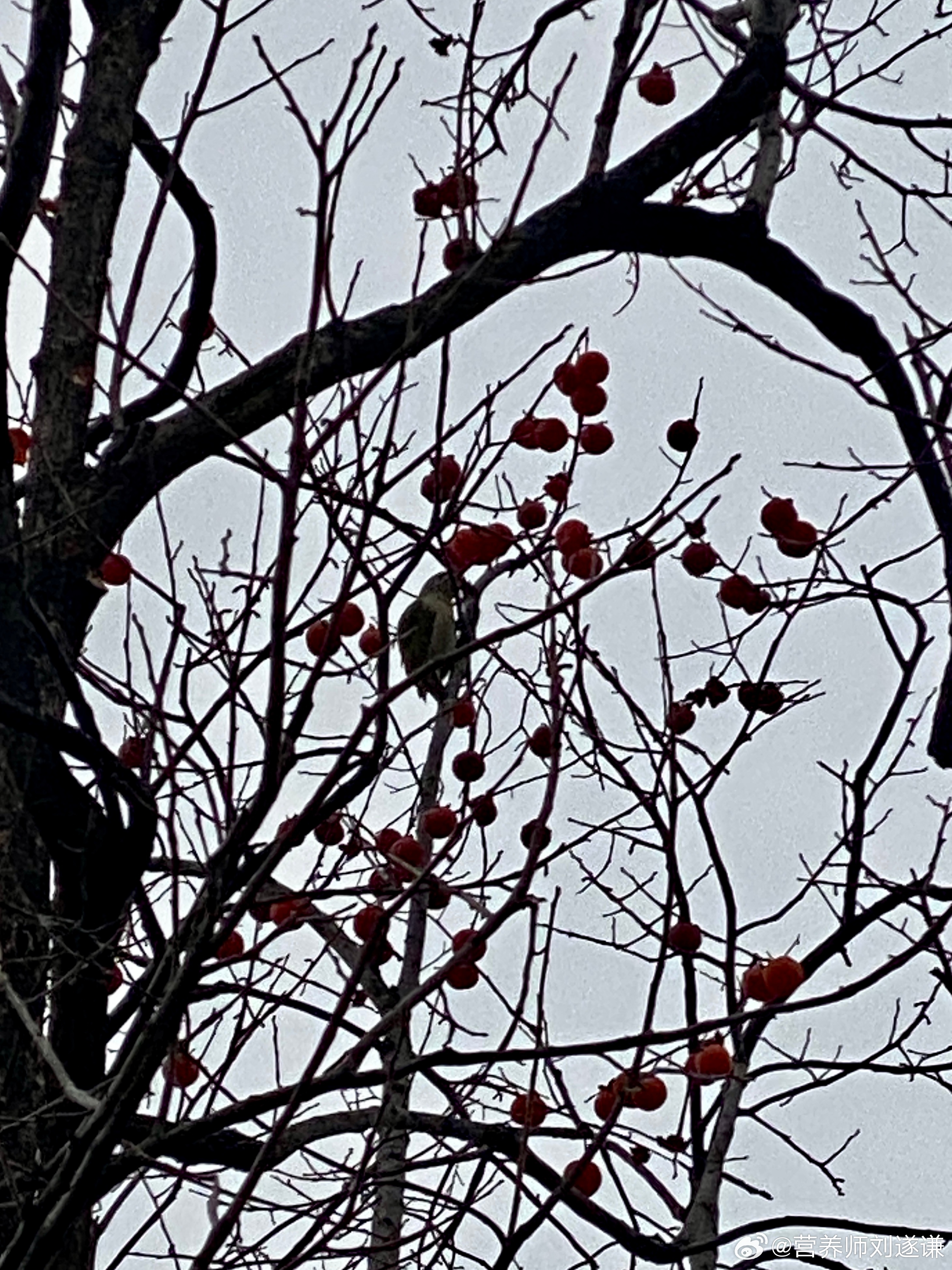 话说，小鸟空腹吃太多柿子会得胃石么？[思考][思考][思考] ​​​