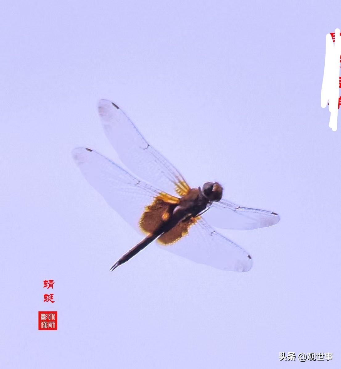 今日分享随手拍照片小荷尖尖初露角早有青蜓立上头