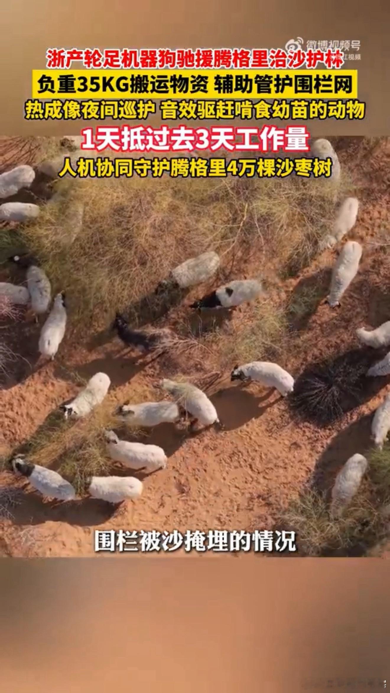 浙产机器狗去内蒙古帮忙治沙了浙江机器狗在内蒙沙漠里上班了 这机器狗去腾格里沙漠，