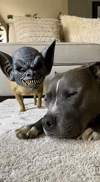 看来不止人怕鬼，狗也怕鬼，主人给小狗戴了个鬼脸面具，看把大狗吓得就差飞起来了[捂