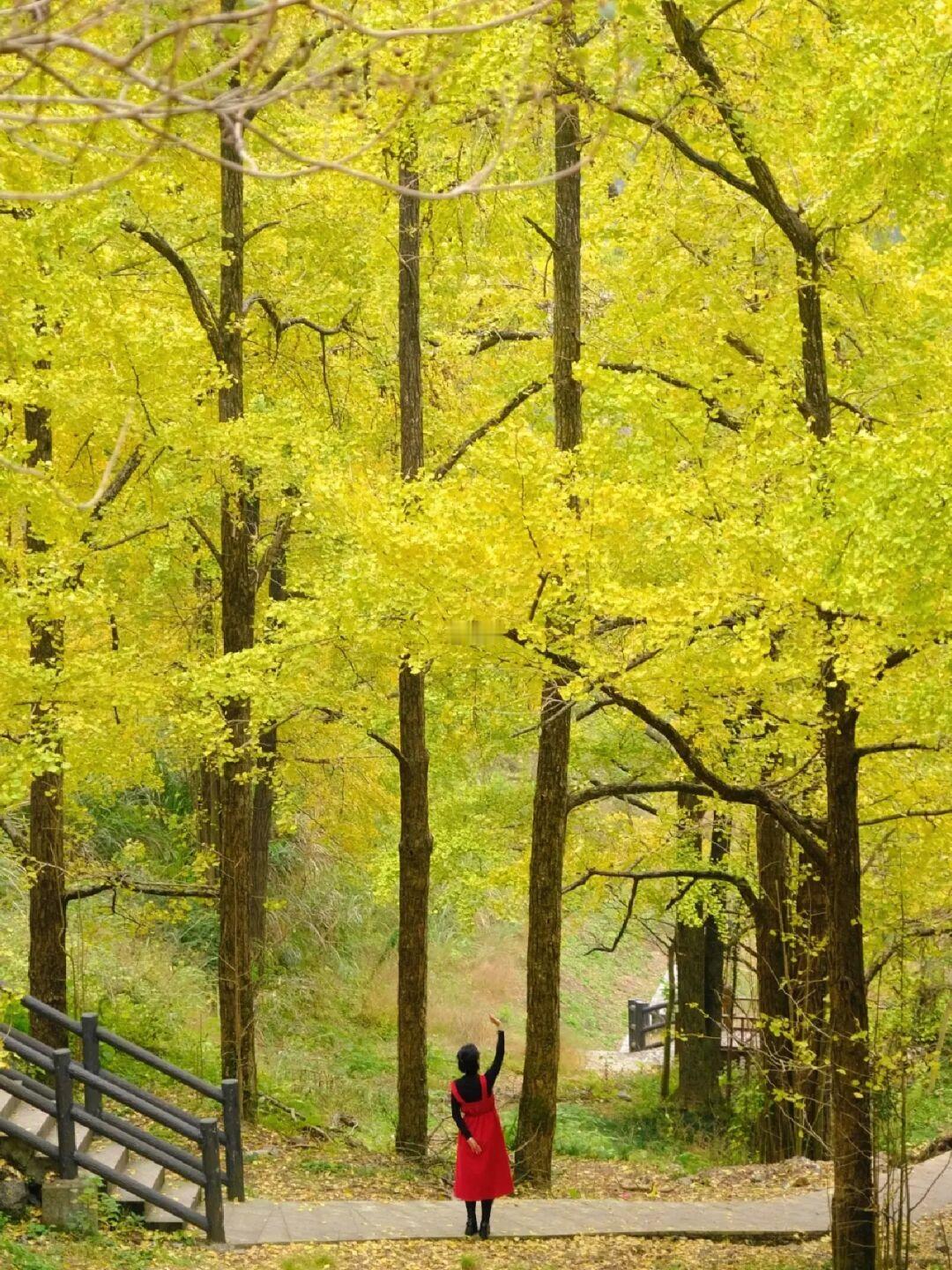 杭州周边小众银杏地🧡11月金色浪漫预警