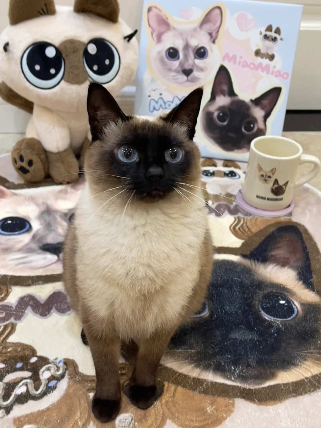养只暹罗猫吧