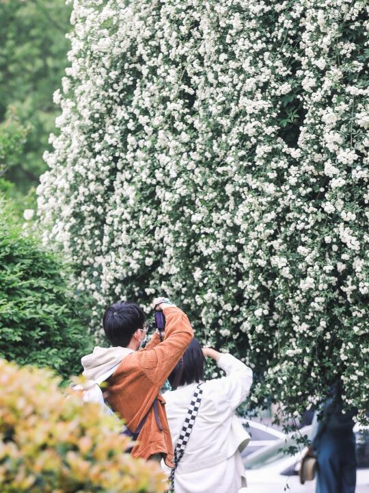 杭州春天绝不能错过“杰伦歌里的七里香”