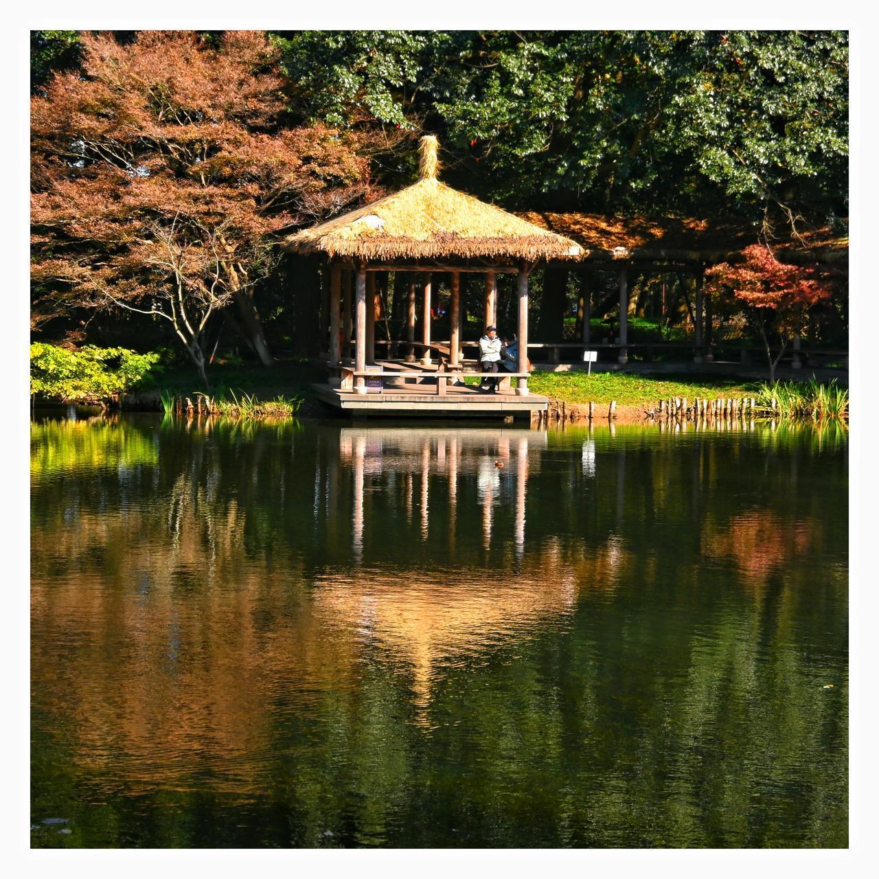 冬天的太子湾冬季的西湖美景 浙西湖风景 浙江西湖实景 杭州西湖。 十一的杭州西湖