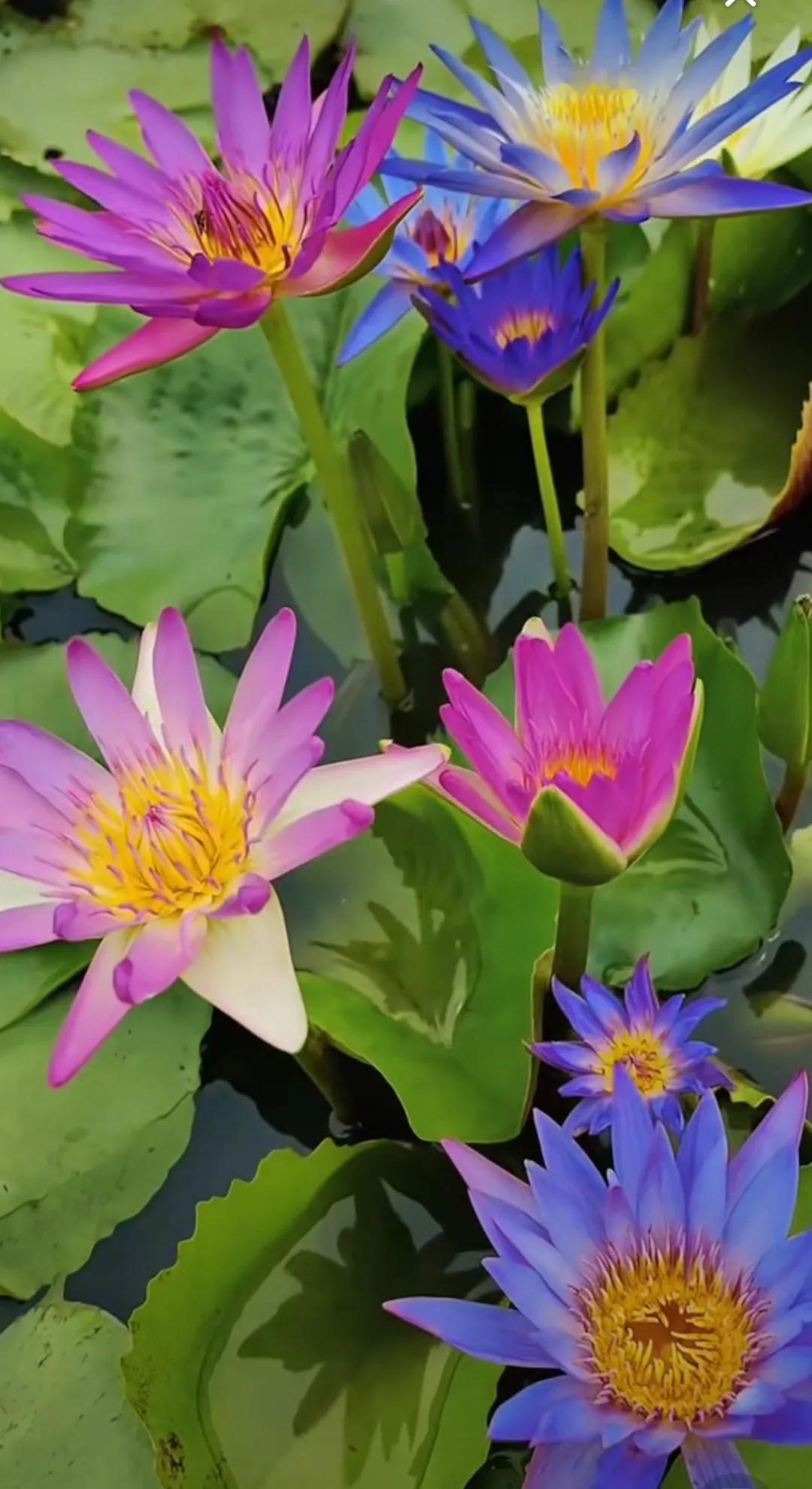 夏日生活打卡季 清晨追朝霞打卡：五点半爬起来跑到天台，看橘红色朝霞把云层染成棉花