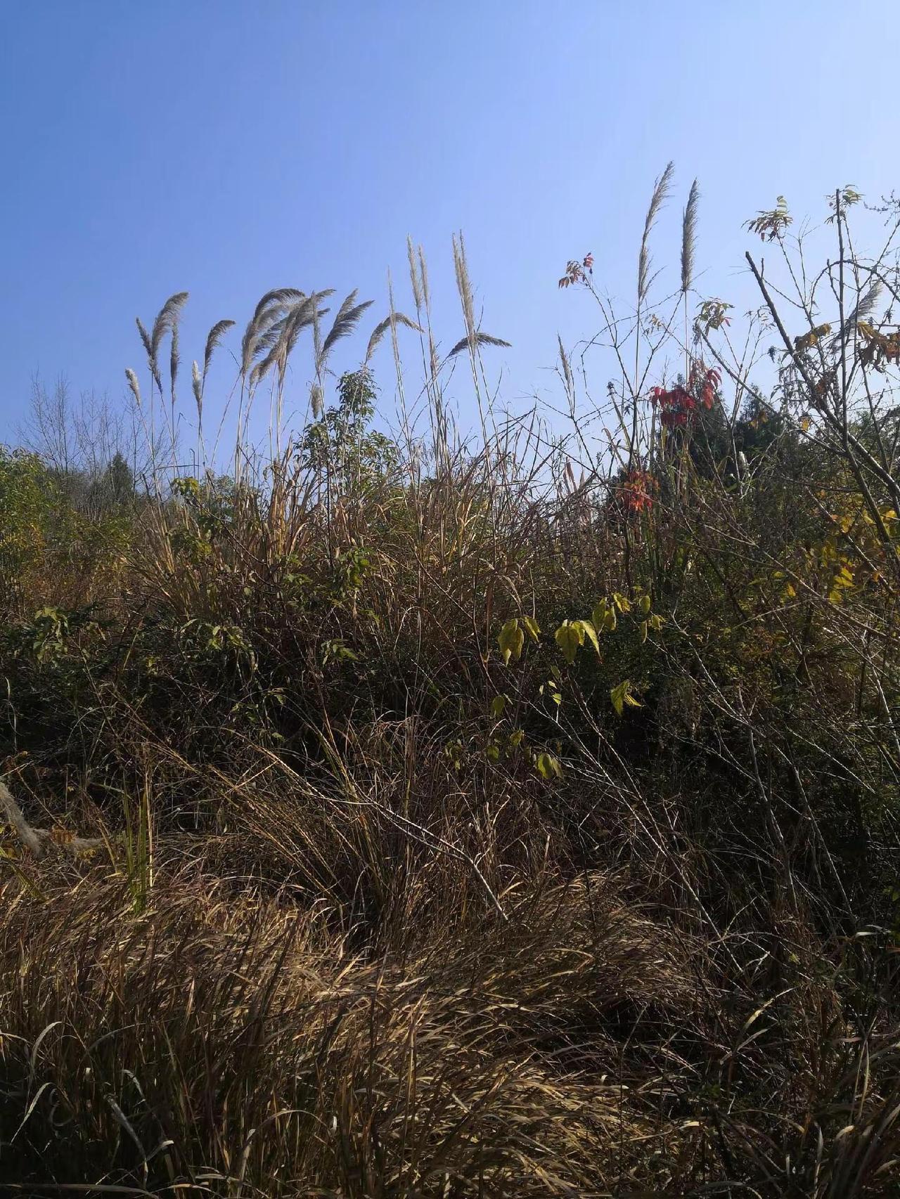 落日晚霞 农村生活记录 自然风景区