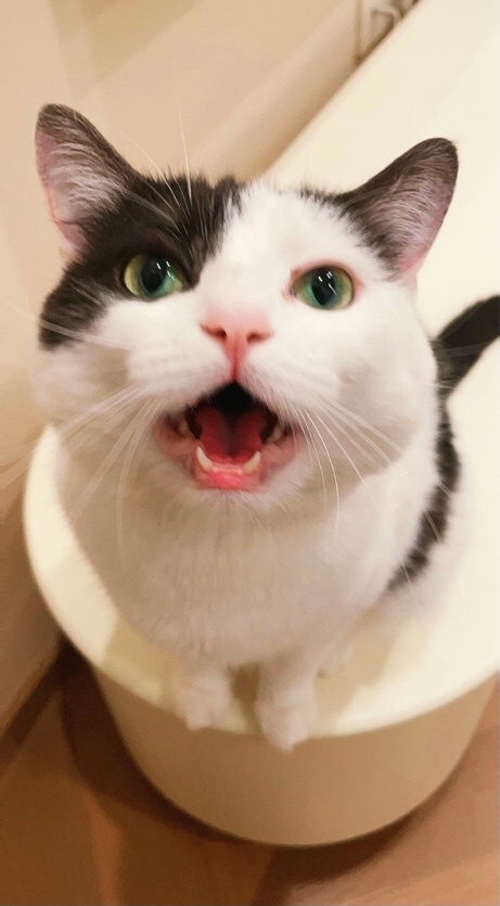 我要一直对着您喊叫直到您明白我的意思daily奶牛猫奶粉投稿