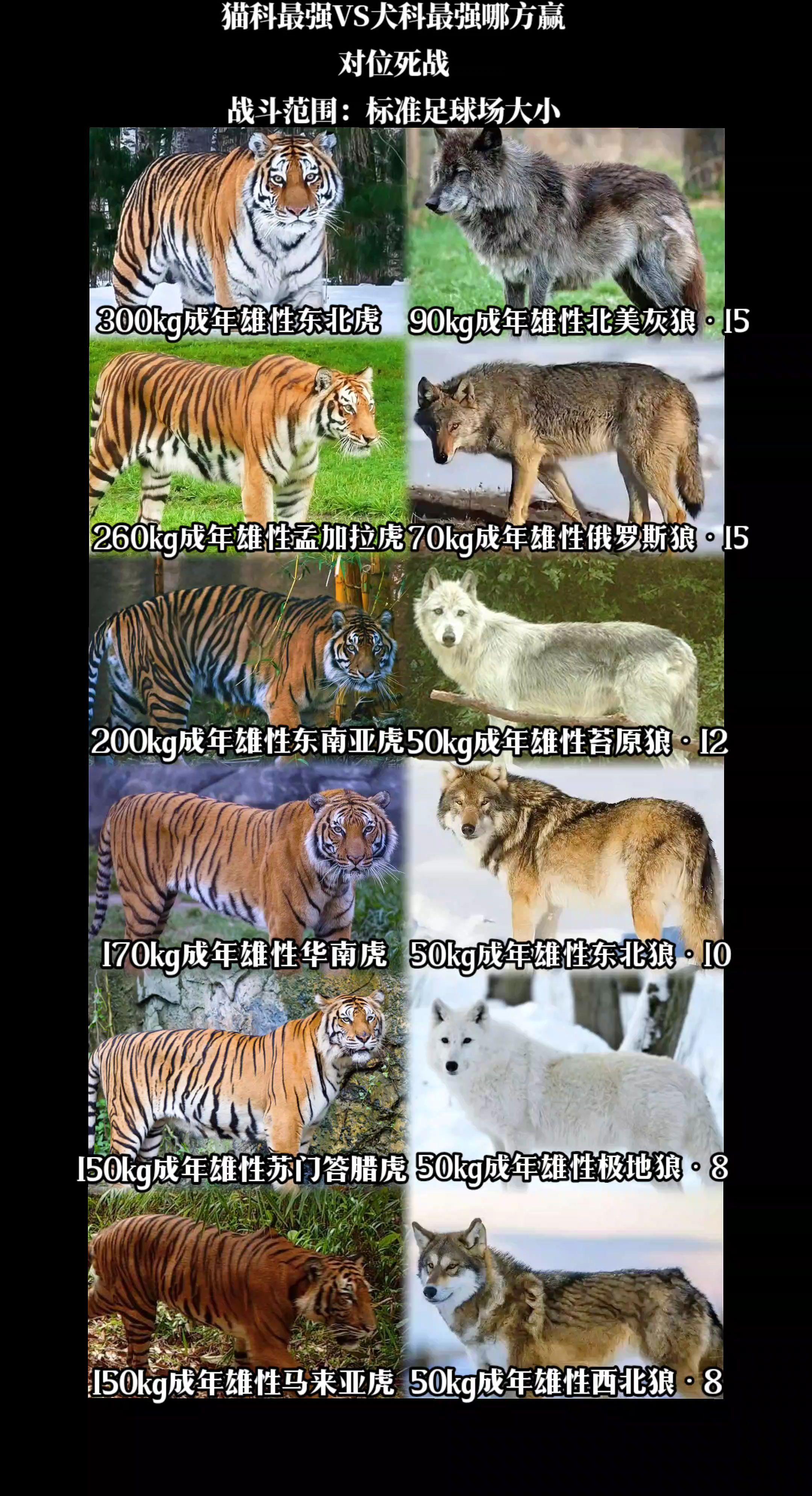 陆地猛兽：老虎单挑狼群，谁更强