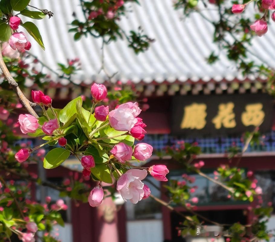 春风又轻柔吹过中  南  海的水面，西花厅的海棠，如约再盛开了吧？
 
繁花满枝
