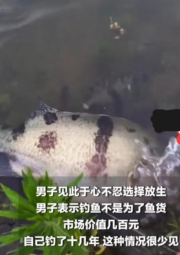 破防！2026年信阳钓友偶遇暖心一幕，七八斤大鳜鱼被拴水边，小鱼寸步不离不离不弃