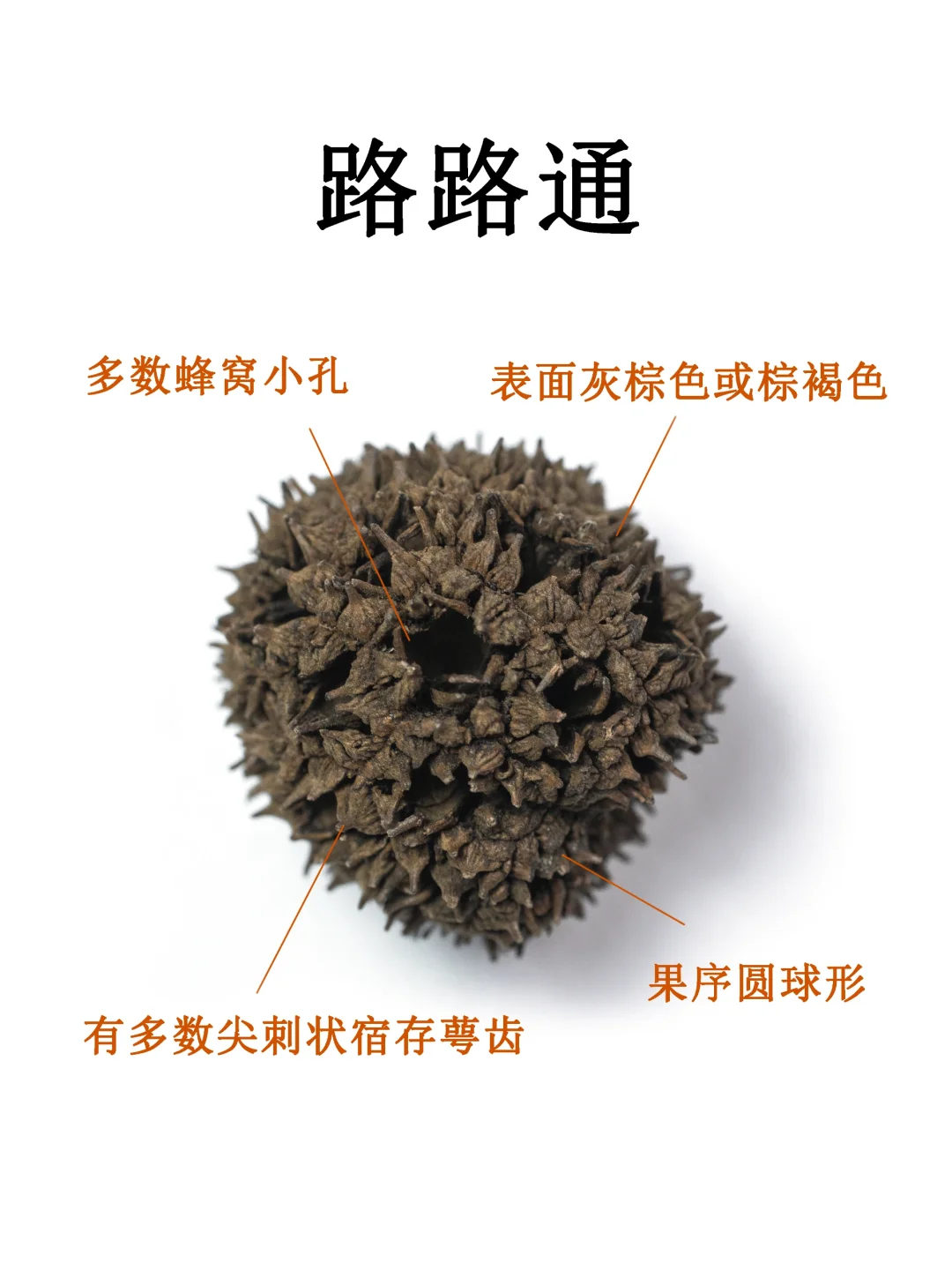 中药图鉴｜路路通