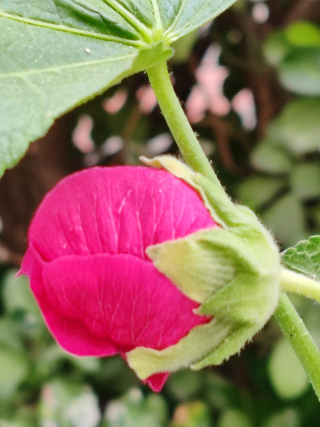 随手一拍花朵美初夏随手拍。