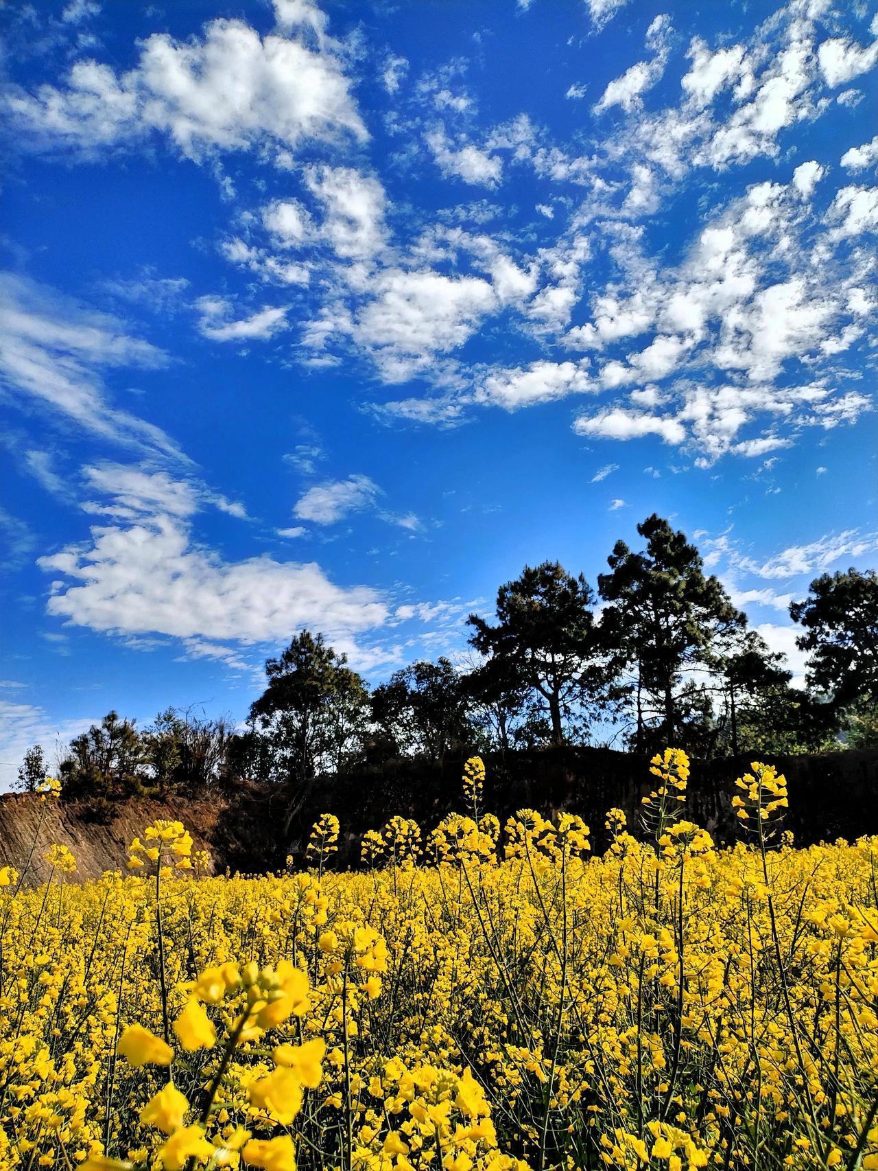 蓝天白云下的金色花海，美不胜收！🌸🌤️走进这片金色花海，微风轻拂，花朵们轻轻