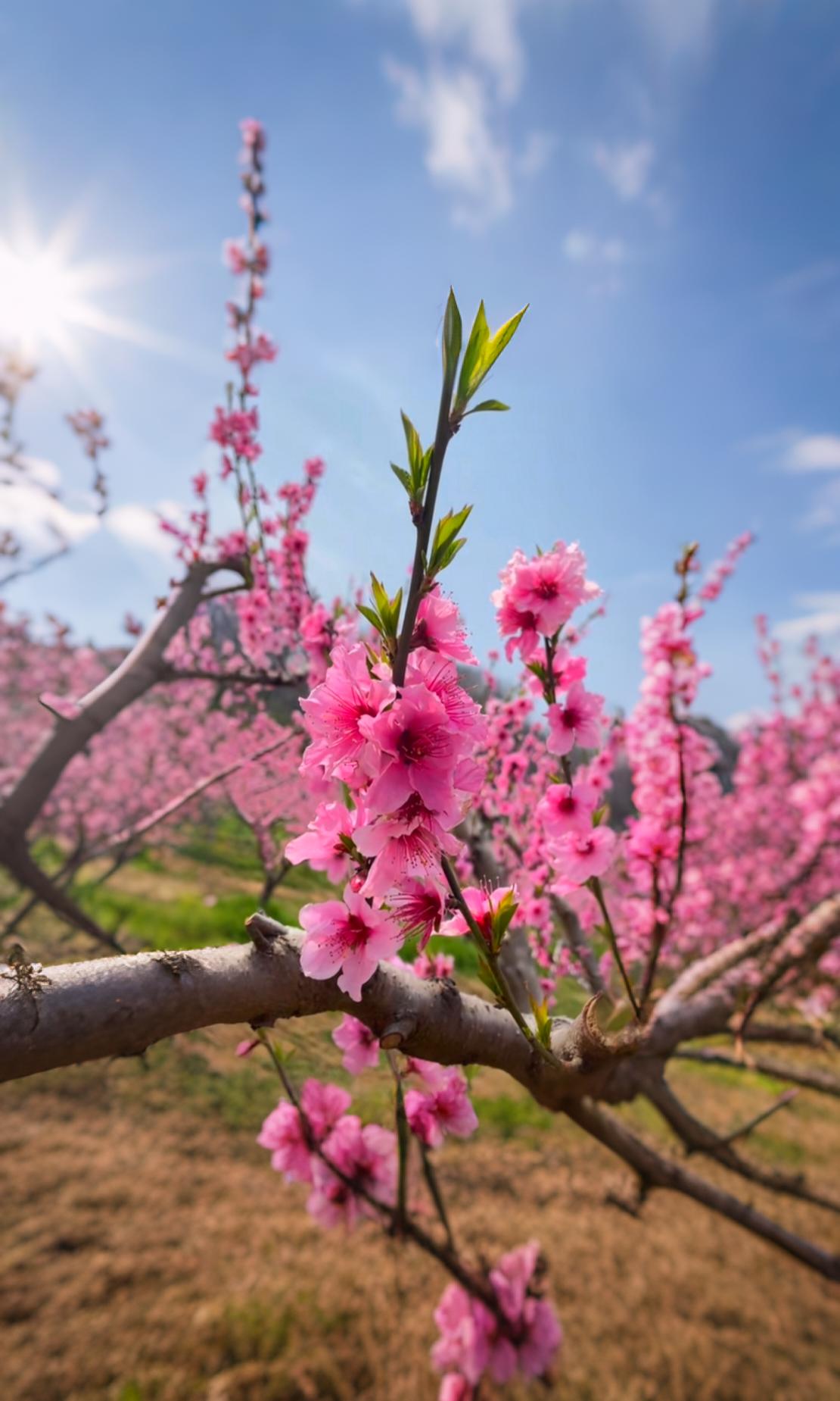 阳光斜斜地洒在桃枝上，把粉嫩嫩的花瓣照得透亮，像浸了一层暖光。风掠过花枝，带着新